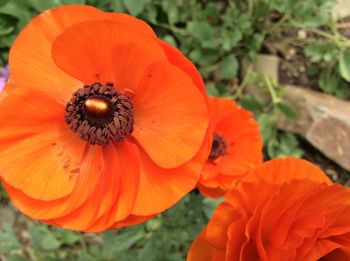 Close-up of red flowers blooming outdoors