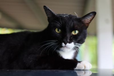 pet