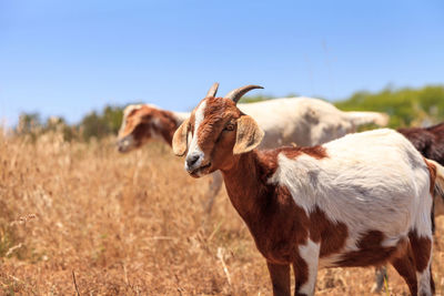 Goats cluster along a hillside with saddleback mountains in aliso and wood canyons wilderness park.