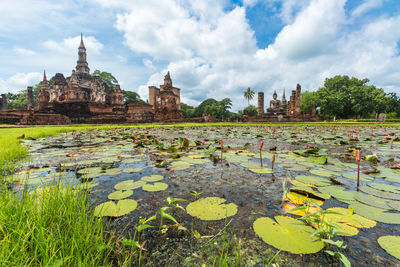 Plants growing by lake against sky in building