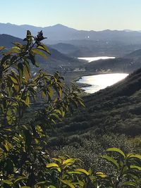 Plants growing on mountain against sky