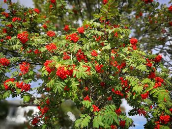 Red flowers and plants