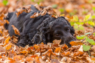 Close-up of a dog