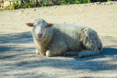 Portrait of sheep on field