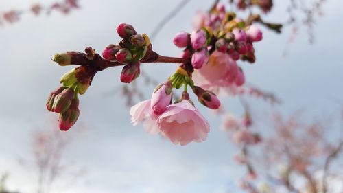 Close-up of pink cherry blossoms against sky