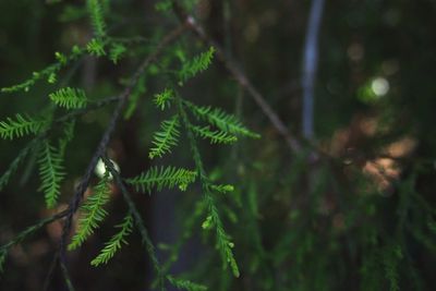 Close-up of fern in forest