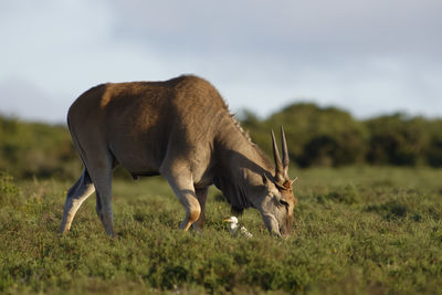 Side view of eland grazing on field at addo elephant national park