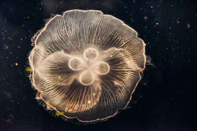 Close-up of jellyfish swimming in sea