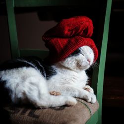 Close-up of cat sleeping at home