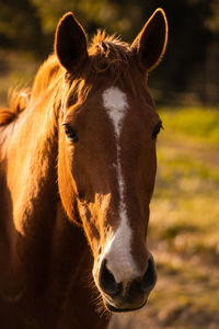 Close-up of horse standing on field