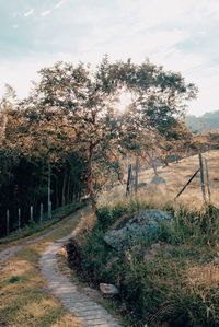 Trees on landscape against sky