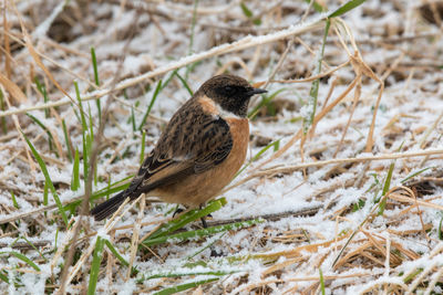 Close-up of bird perching on field