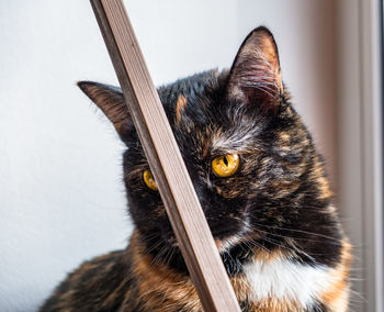 Close-up portrait of a cat