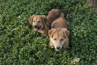 Portrait of golden retriever