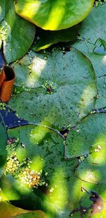 High angle view of leaves in pond