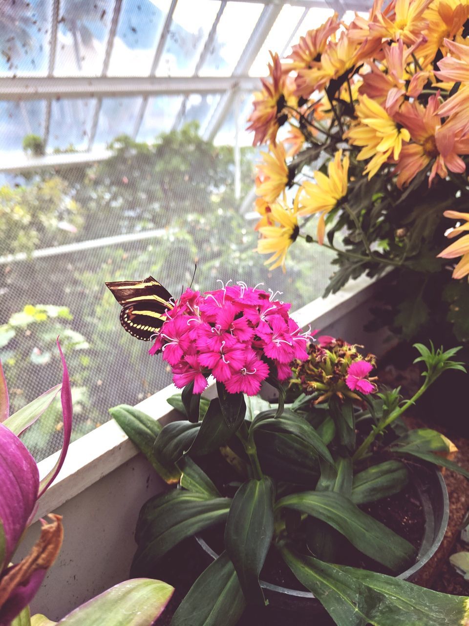 flower, fragility, plant, beauty in nature, nature, growth, flower head, petal, freshness, pink color, blooming, leaf, day, no people, indoors, greenhouse, close-up