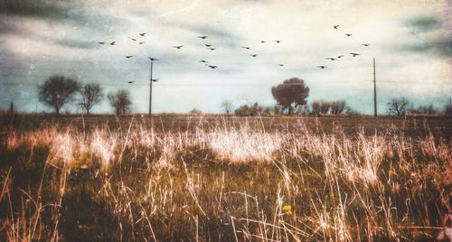 Bird flying over landscape