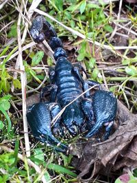 High angle view of lizard on ground