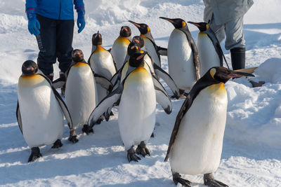 View of birds on snow covered land