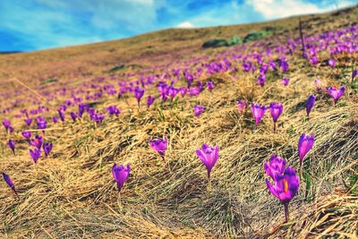 Close-up of purple crocus flowers on field