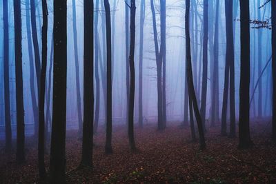 Trees in foggy forest 