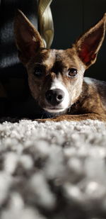 Close-up portrait of a dog at home