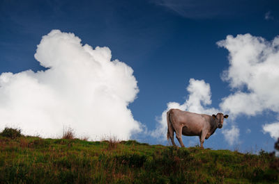 Horse standing on field against sky