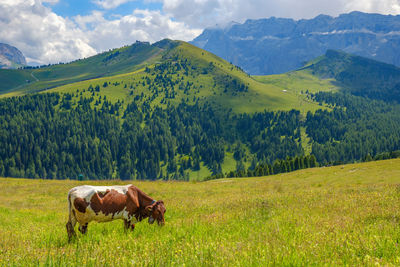 Horses in a field