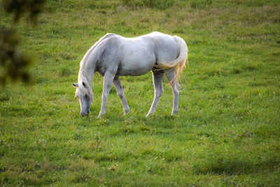 Horse standing in a field