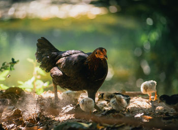 Birds perching on rock