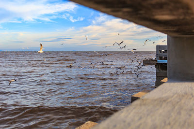 Birds flying over sea against sky