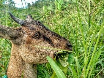 Close-up of deer in a field