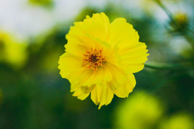 Close-up of yellow flowering plant