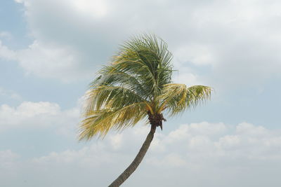 palm tree