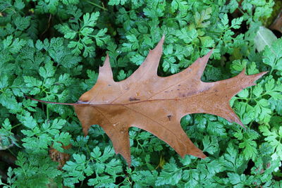 High angle view of plants