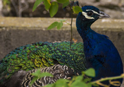 Close-up of peacock perching outdoors