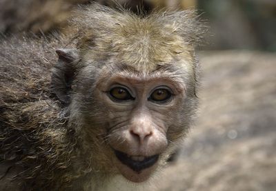 Close-up portrait of monkey