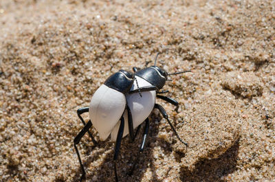 Close-up of black and white beetles carrying each other over hot sand of namib desert, angola, africa