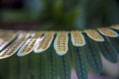 Close-up of leaves