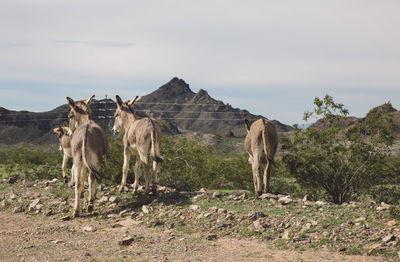 Donkeys on field against sky