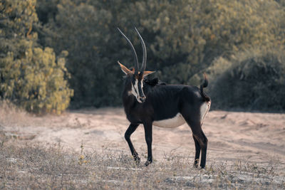 Deer standing on field