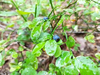 High angle view of plant growing on tree