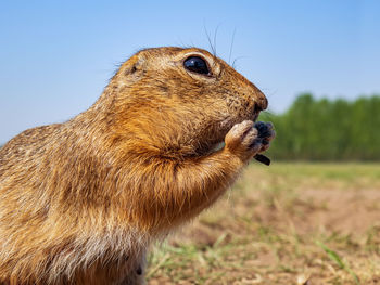 Close-up of squirrel