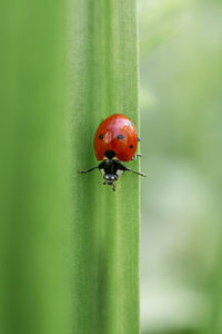 Close-up of ladybug on flower