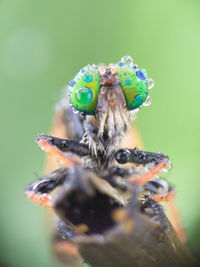 Close-up of spider