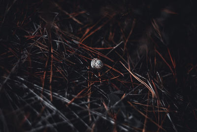 High angle view of snail amidst twigs