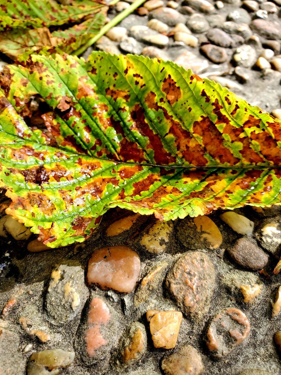 HIGH ANGLE VIEW OF LEAVES AND ROCK