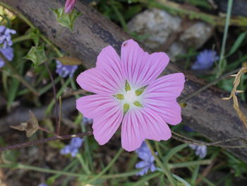 Close-up of pink crocus blooming outdoors