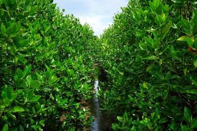 Close-up of fresh green plants against sky