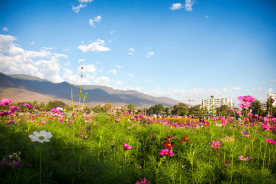 Pink flowering plants on field against sky